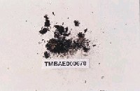 藏品(黑苔)的圖片